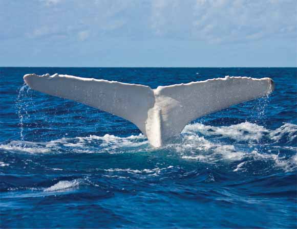 the'albino' humpback whale of eastern Australia