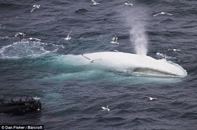 all white humpback whale