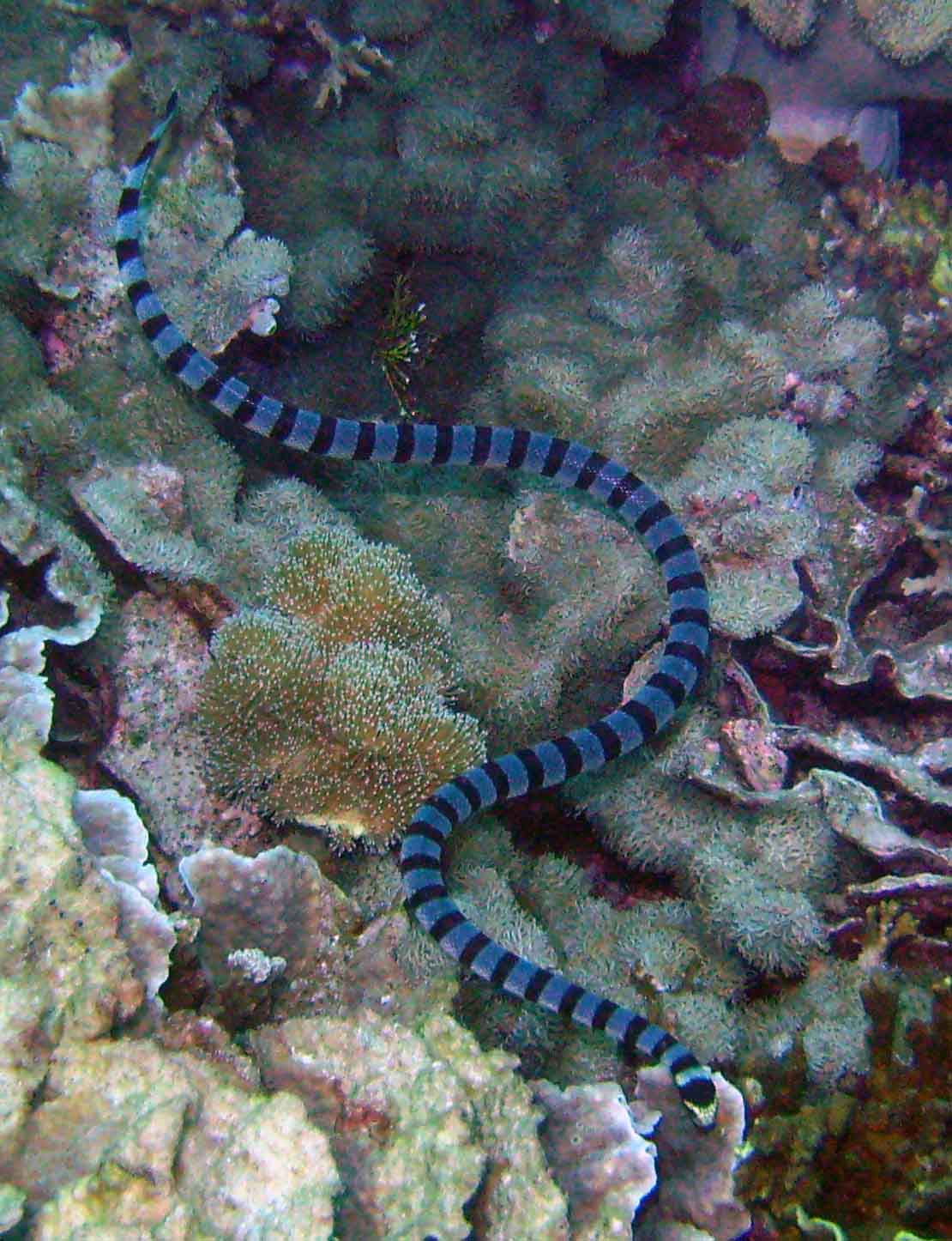 What kind of predators does a sea snake have?