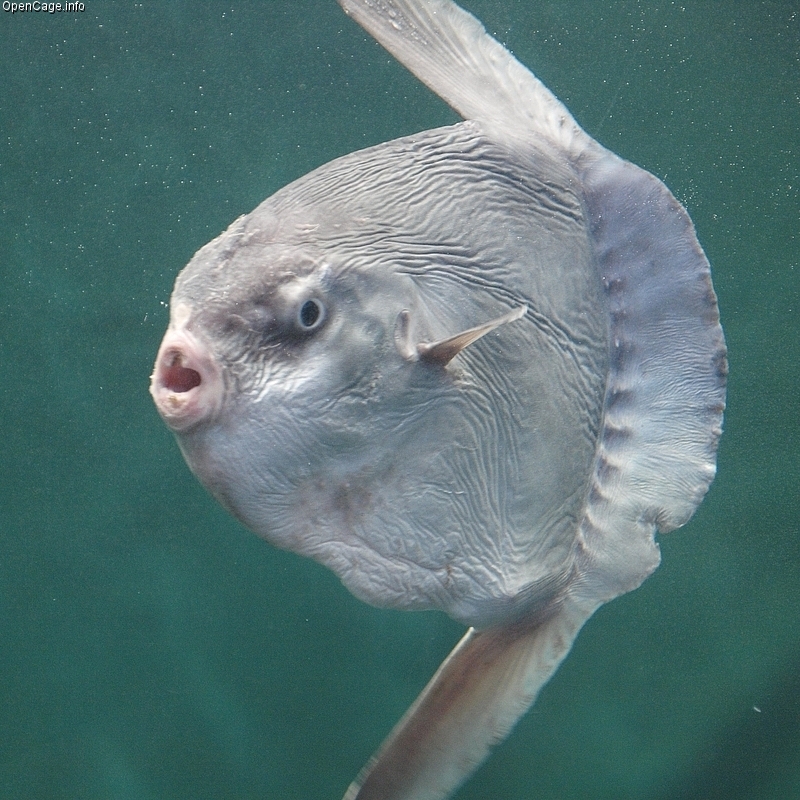 10 Interesting Mola Mola Sunfish Facts - Ocean of Hope