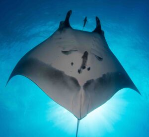 manta ray named Cherilyn