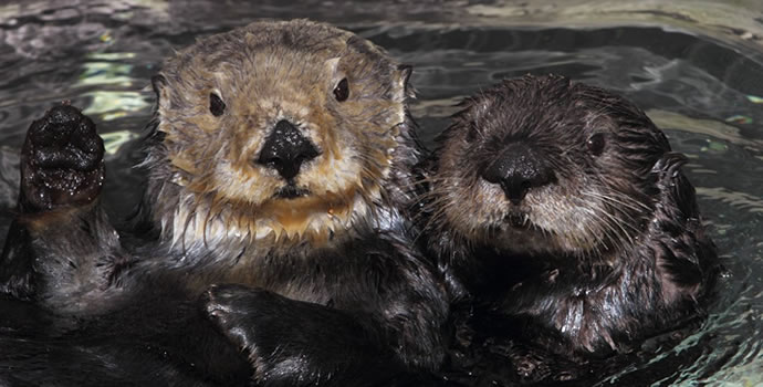 10 Fun Facts About Otters