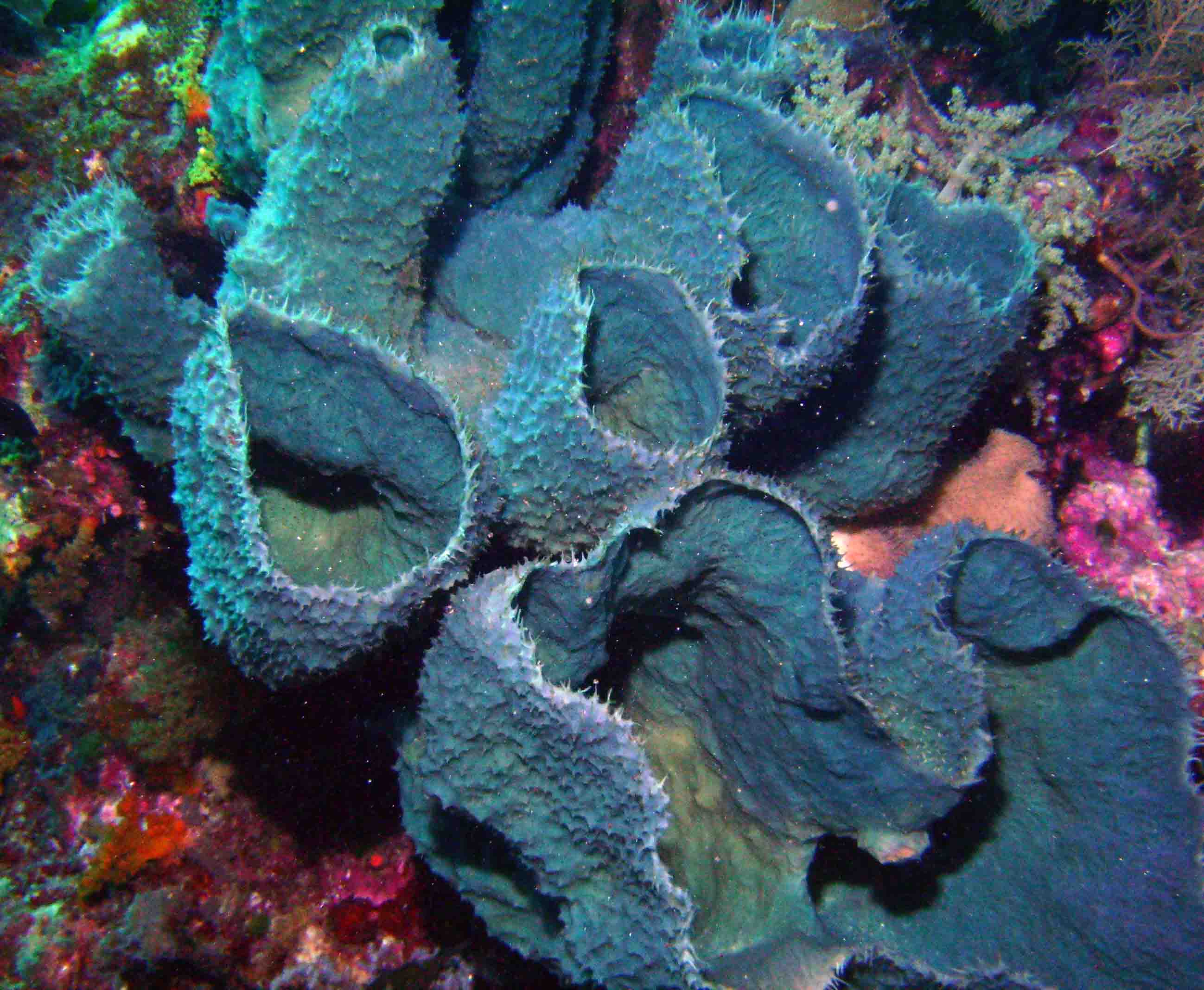 10 Sea Sponges Facts You Didn't Know About - Ocean of Hope