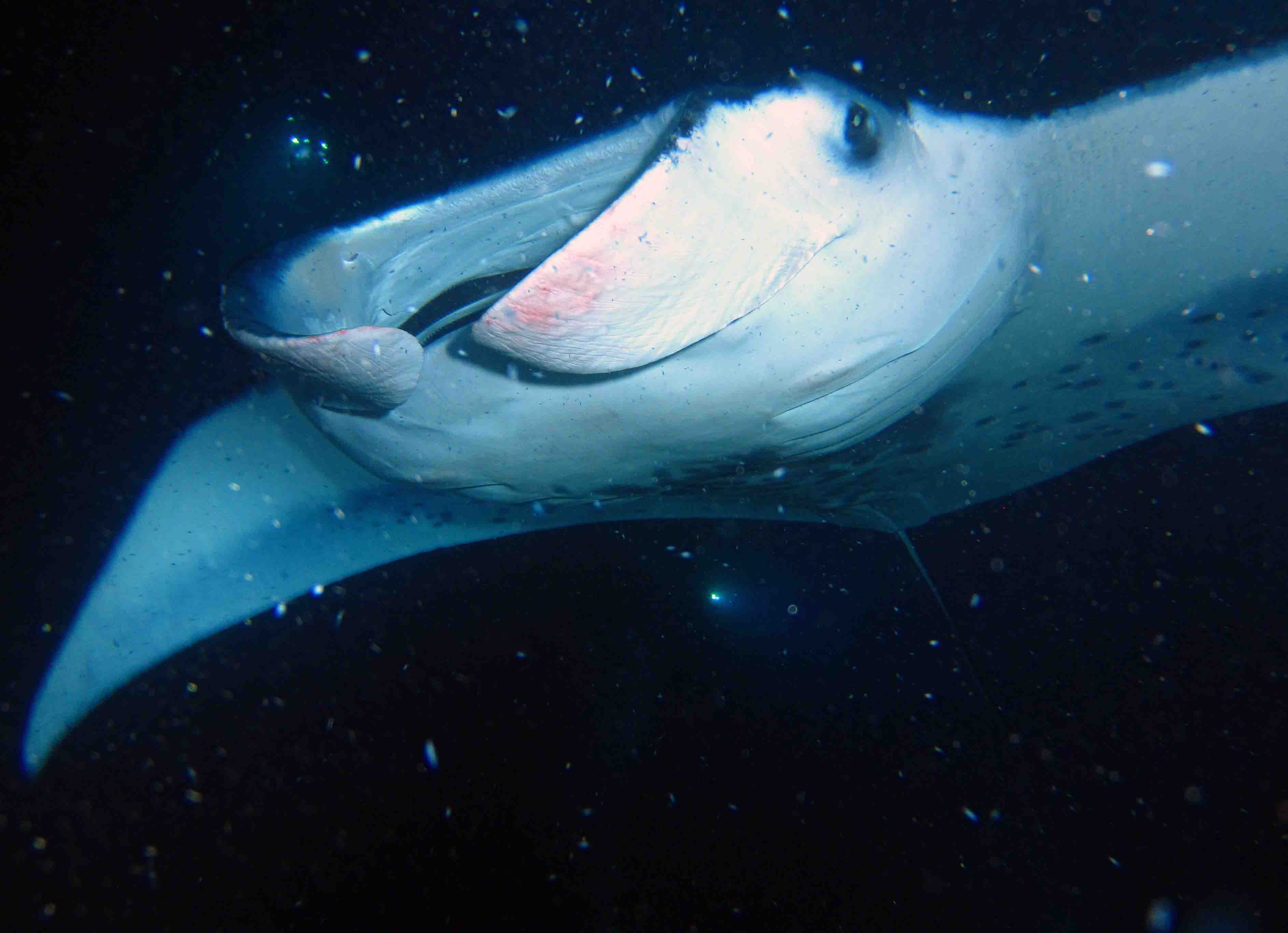 ocean manta ray under